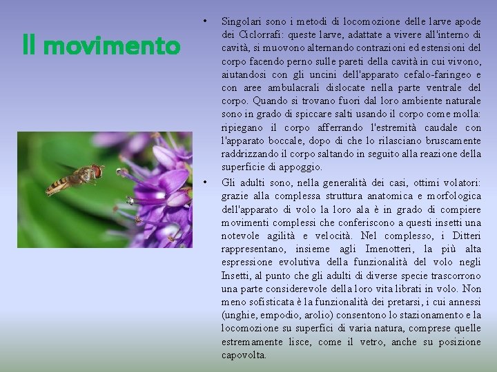  • Il movimento • Singolari sono i metodi di locomozione delle larve apode