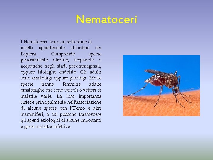 Nematoceri I Nematoceri sono un sottordine di insetti appartenente all'ordine dei Diptera. Comprende specie