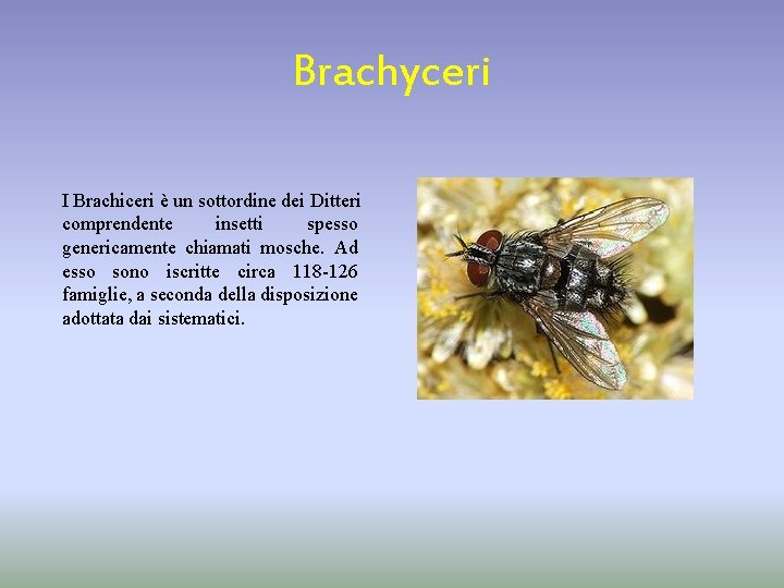 Brachyceri I Brachiceri è un sottordine dei Ditteri comprendente insetti spesso genericamente chiamati mosche.
