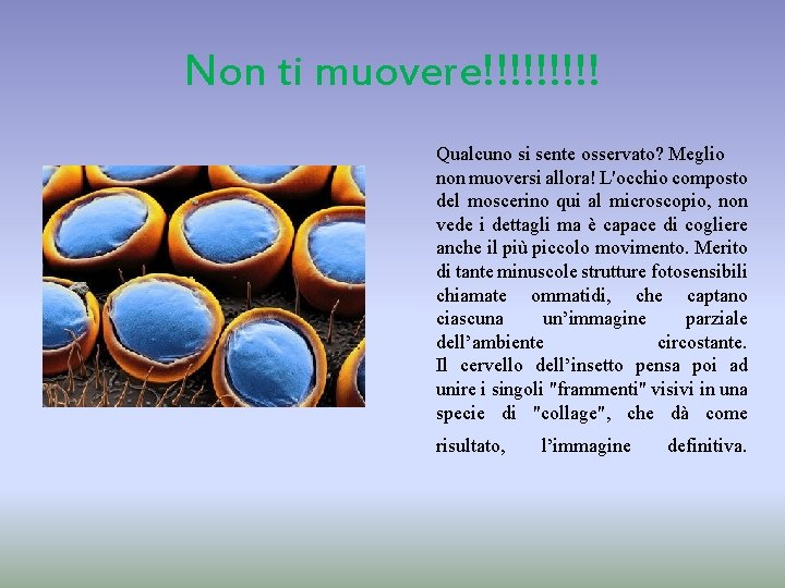 Non ti muovere!!!!! Qualcuno si sente osservato? Meglio non muoversi allora! L'occhio composto del