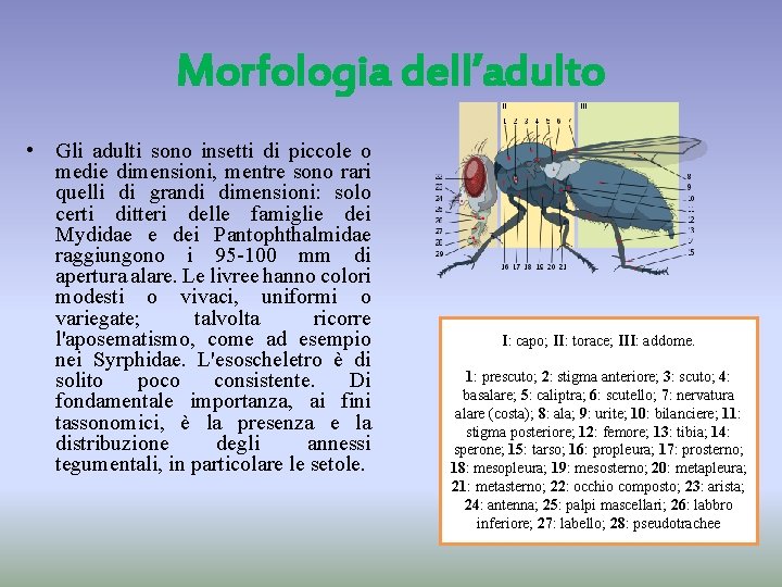 Morfologia dell’adulto • Gli adulti sono insetti di piccole o medie dimensioni, mentre sono