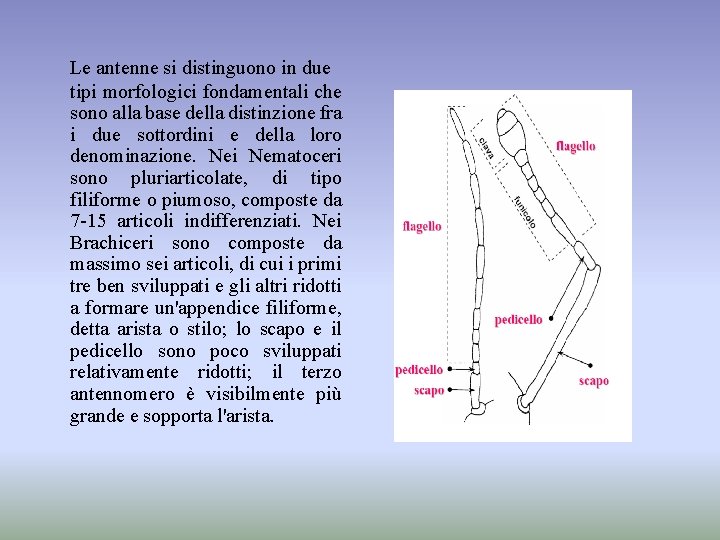 Le antenne si distinguono in due tipi morfologici fondamentali che sono alla base della