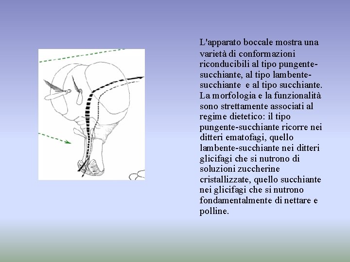 L'apparato boccale mostra una varietà di conformazioni riconducibili al tipo pungentesucchiante, al tipo lambentesucchiante