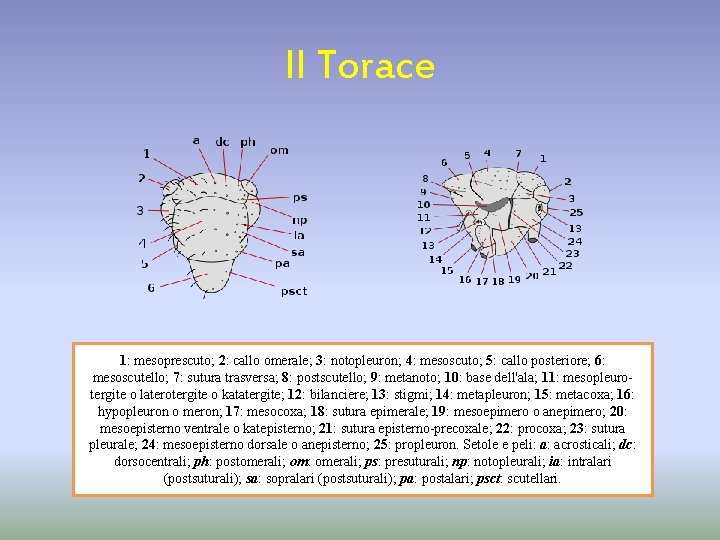 Il Torace 1: mesoprescuto; 2: callo omerale; 3: notopleuron; 4: mesoscuto; 5: callo posteriore;