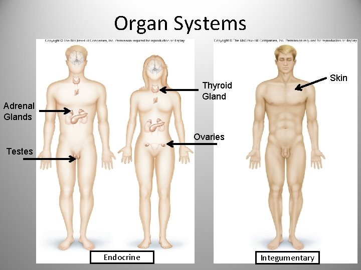 Organ Systems Skin Thyroid Gland Adrenal Glands Ovaries Testes Endocrine Integumentary 