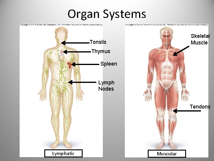 Organ Systems Skeletal Muscle Tonsils Thymus Spleen Lymph Nodes Tendons Lymphatic Muscular 