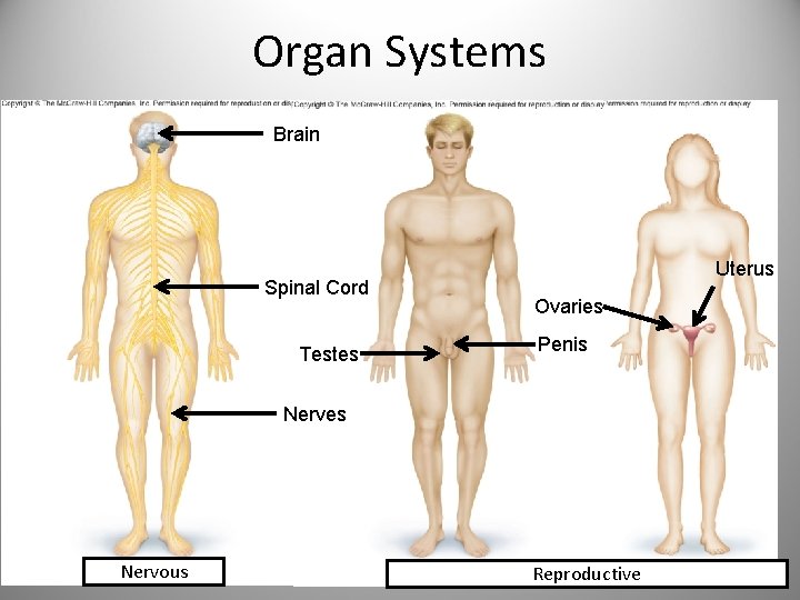 Organ Systems Brain Spinal Cord Testes Uterus Ovaries Penis Nerves Nervous Reproductive 