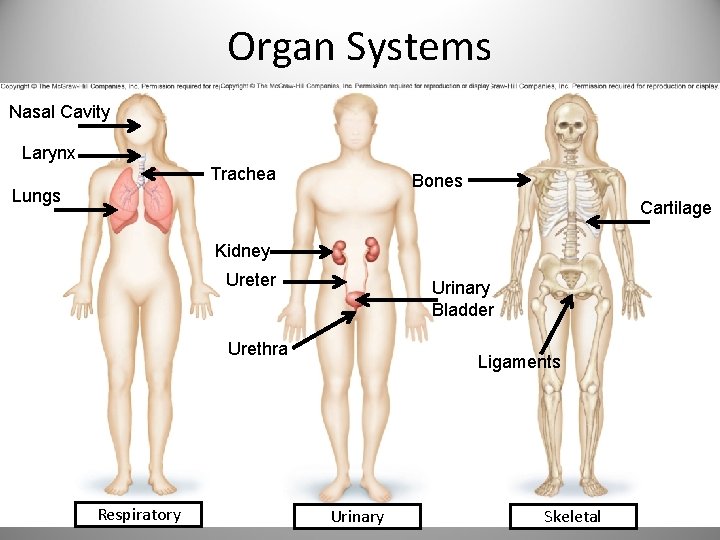 Organ Systems Nasal Cavity Larynx Trachea Bones Lungs Cartilage Kidney Ureter Urinary Bladder Urethra