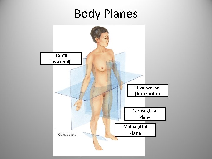 Body Planes Frontal (coronal) Transverse (horizontal) Parasagittal Plane Midsagittal Plane 