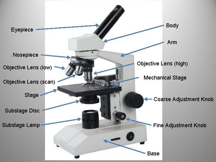 Body Eyepiece Arm Nosepiece Objective Lens (low) Objective Lens (scan) Stage Objective Lens (high)