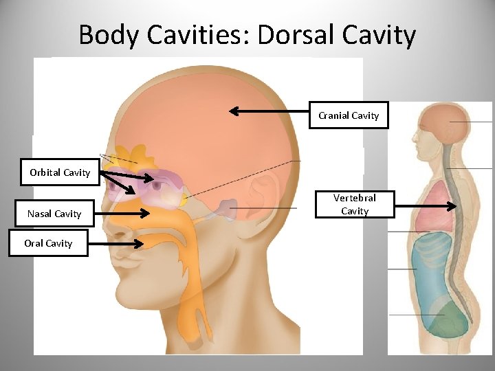 Body Cavities: Dorsal Cavity Cranial Cavity Orbital Cavity Nasal Cavity Oral Cavity Vertebral Cavity
