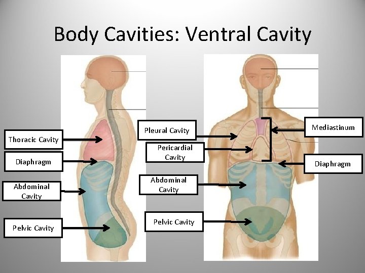 Body Cavities: Ventral Cavity Thoracic Cavity Diaphragm Abdominal Cavity Pelvic Cavity Pleural Cavity Pericardial