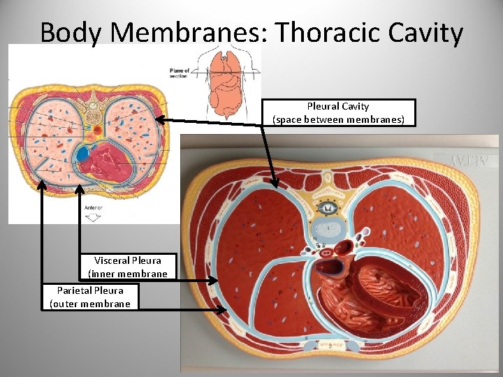 Body Membranes: Thoracic Cavity Pleural Cavity (space between membranes) Visceral Pleura (inner membrane Parietal