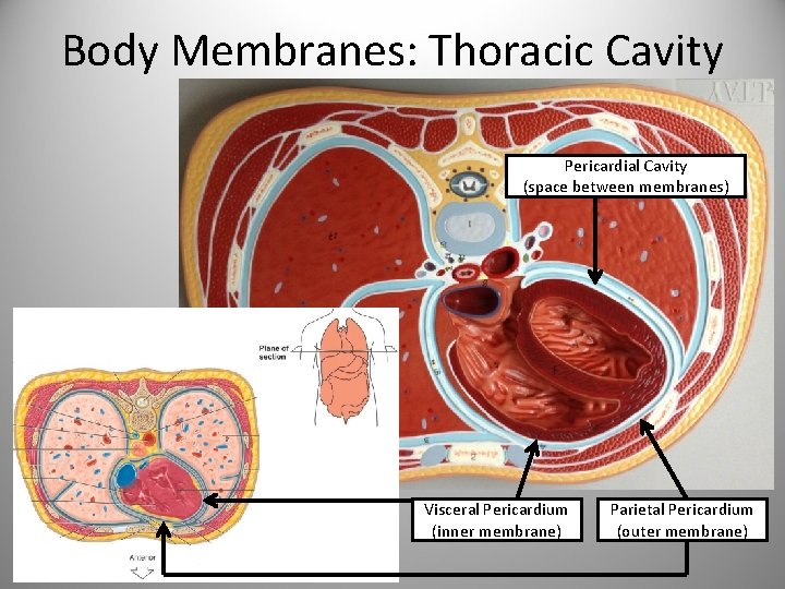Body Membranes: Thoracic Cavity Pericardial Cavity (space between membranes) Visceral Pericardium (inner membrane) Parietal