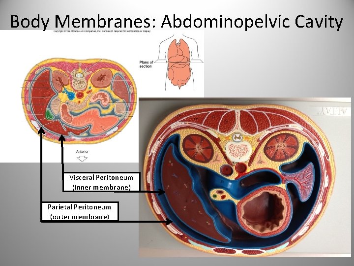 Body Membranes: Abdominopelvic Cavity Visceral Peritoneum (inner membrane) Parietal Peritoneum (outer membrane) 