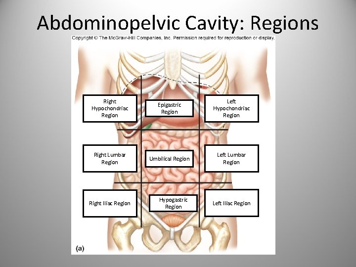 Abdominopelvic Cavity: Regions Right Hypochondriac Region Epigastric Region Left Hypochondriac Region Right Lumbar Region