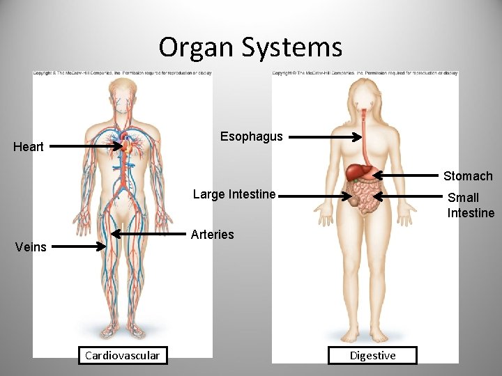 Organ Systems Esophagus Heart Stomach Large Intestine Small Intestine Arteries Veins Cardiovascular Digestive 