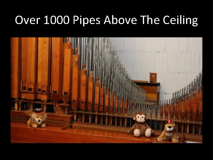 Over 1000 Pipes Above The Ceiling 