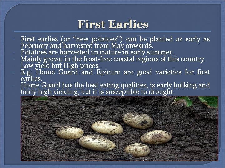 First Earlies First earlies (or “new potatoes”) can be planted as early as February