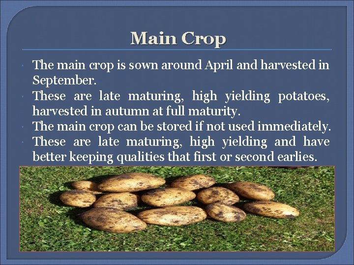 Main Crop The main crop is sown around April and harvested in September. These