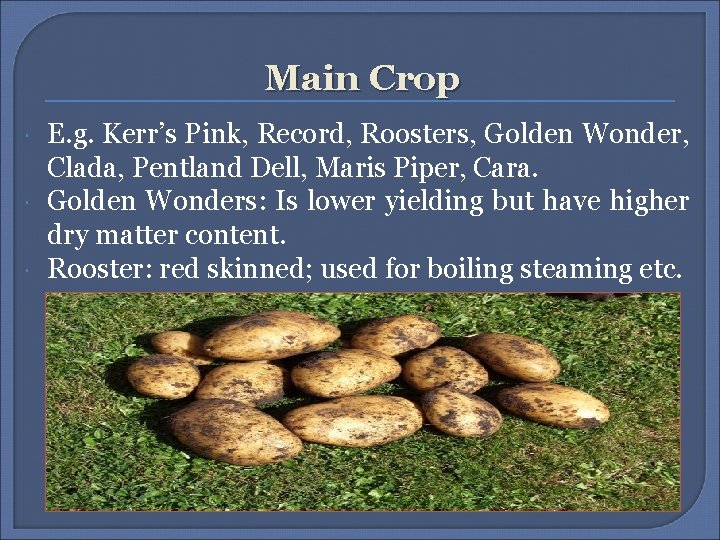 Main Crop E. g. Kerr’s Pink, Record, Roosters, Golden Wonder, Clada, Pentland Dell, Maris