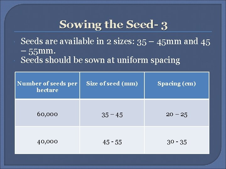 Sowing the Seed- 3 Seeds are available in 2 sizes: 35 – 45 mm