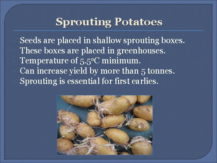 Sprouting Potatoes Seeds are placed in shallow sprouting boxes. These boxes are placed in