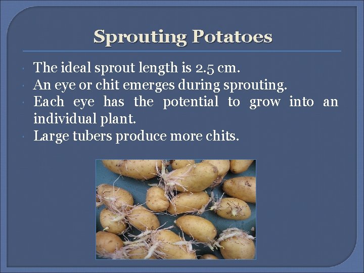 Sprouting Potatoes The ideal sprout length is 2. 5 cm. An eye or chit