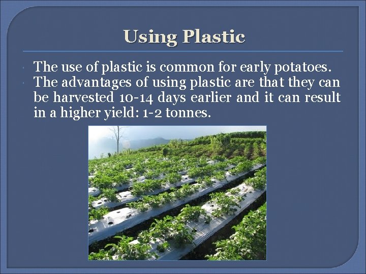 Using Plastic The use of plastic is common for early potatoes. The advantages of