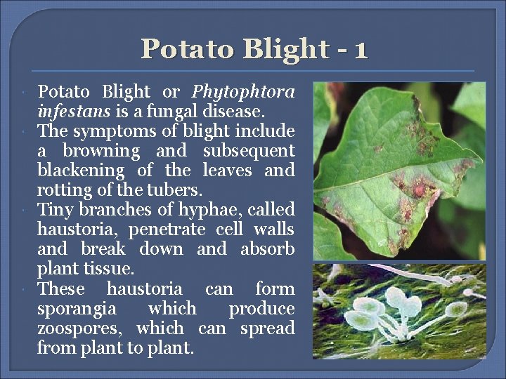 Potato Blight - 1 Potato Blight or Phytophtora infestans is a fungal disease. The