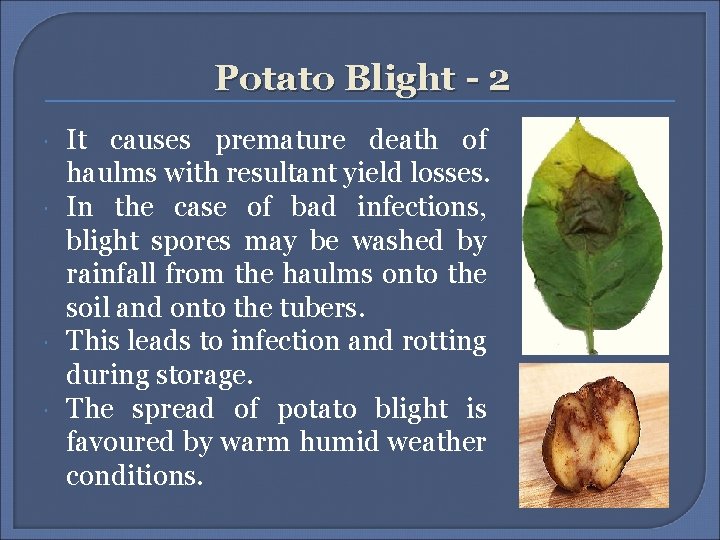 Potato Blight - 2 It causes premature death of haulms with resultant yield losses.