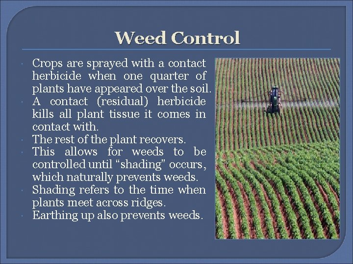 Weed Control Crops are sprayed with a contact herbicide when one quarter of plants