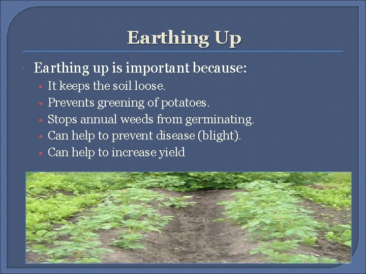 Earthing Up Earthing up is important because: • • • It keeps the soil