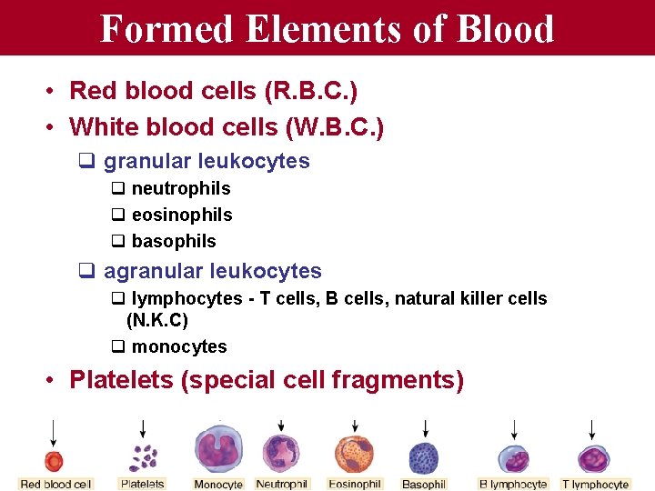 Formed Elements of Blood • Red blood cells (R. B. C. ) • White