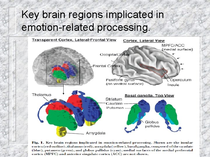 Key brain regions implicated in emotion-related processing. Key brain regions implicated in emotion-related processing.