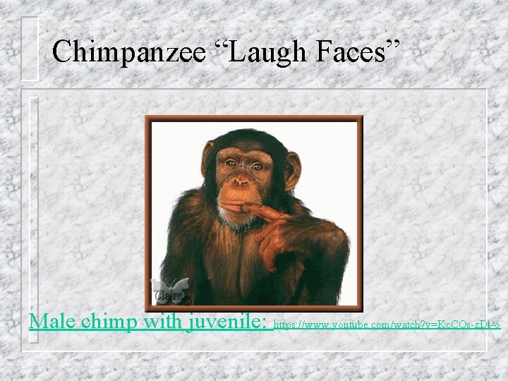 Chimpanzee “Laugh Faces” Male chimp with juvenile: https: //www. youtube. com/watch? v=Kc. COs-z. Dt-o Chimpanzee “Laugh Faces” Male chimp with juvenile: https: //www. youtube. com/watch? v=Kc. COs-z. Dt-o