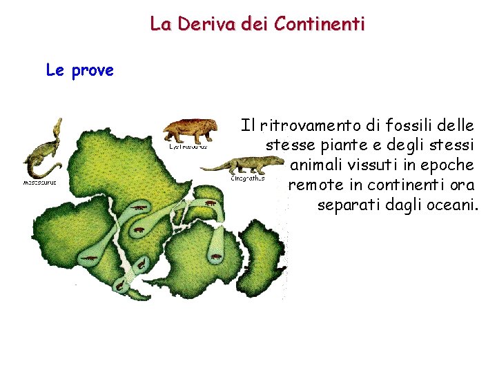La Deriva dei Continenti Le prove Il ritrovamento di fossili delle stesse piante e La Deriva dei Continenti Le prove Il ritrovamento di fossili delle stesse piante e