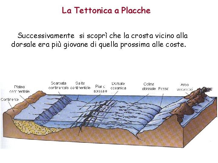 La Tettonica a Placche Successivamente si scoprì che la crosta vicino alla dorsale era La Tettonica a Placche Successivamente si scoprì che la crosta vicino alla dorsale era