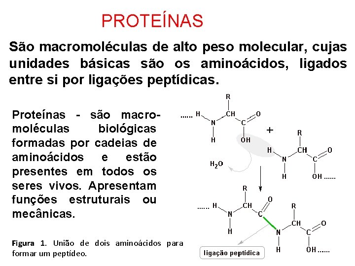 PROTEÍNAS São macromoléculas de alto peso molecular, cujas unidades básicas são os aminoácidos, ligados