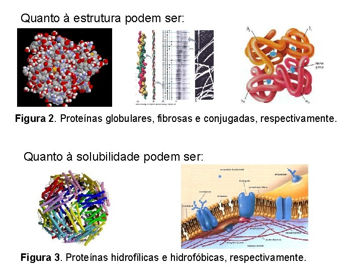 Quanto à estrutura podem ser: Figura 2. Proteínas globulares, fibrosas e conjugadas, respectivamente. Quanto