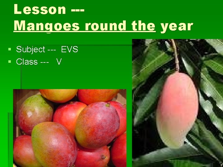 Lesson --Mangoes round the year § Subject --- EVS § Class --- V 