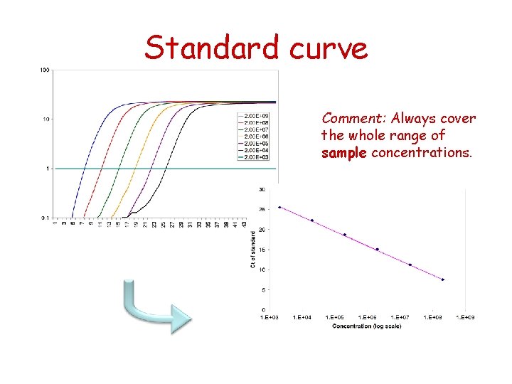 Standard curve Comment: Always cover the whole range of sample concentrations. 