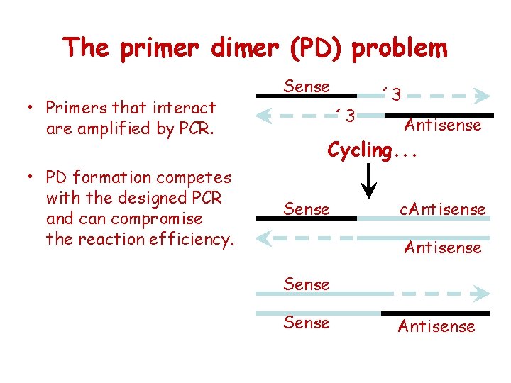 The primer dimer (PD) problem • Primers that interact are amplified by PCR. •