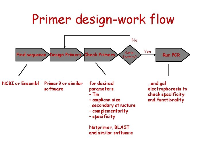 Primer design-work flow No Find sequence Design Primers Check Primers NCBI or Ensembl Primer