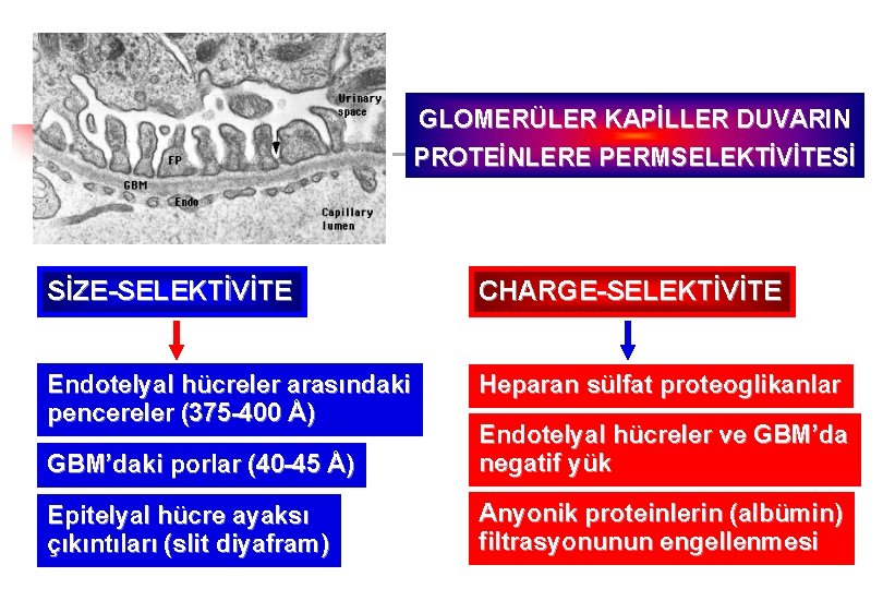 GLOMERÜLER KAPİLLER DUVARIN PROTEİNLERE PERMSELEKTİVİTESİ SİZE-SELEKTİVİTE CHARGE-SELEKTİVİTE Endotelyal hücreler arasındaki pencereler (375 -400 Å)