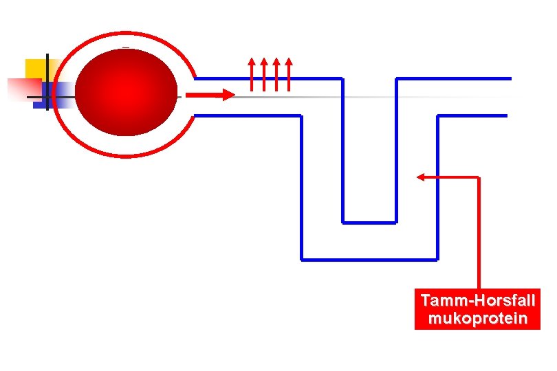 Tamm-Horsfall mukoprotein 