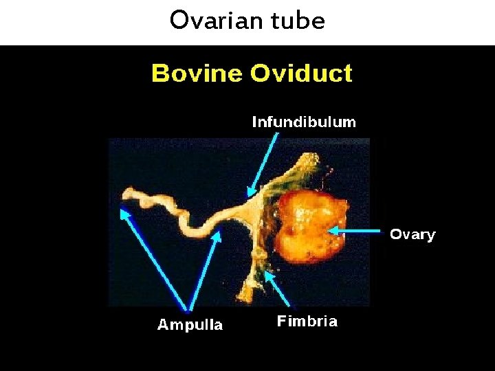 Ovarian tube 
