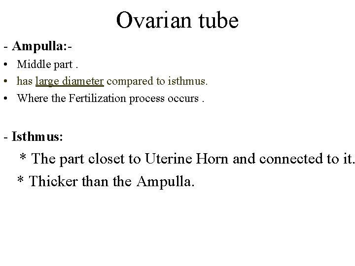 Ovarian tube - Ampulla: • Middle part. • has large diameter compared to isthmus.