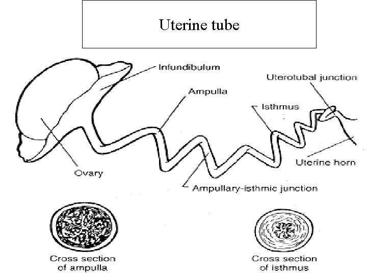 Uterine tube 