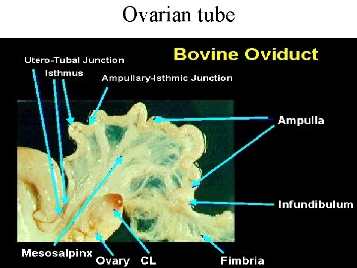 Ovarian tube 